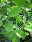 Preview: Laburnum anagyroides2